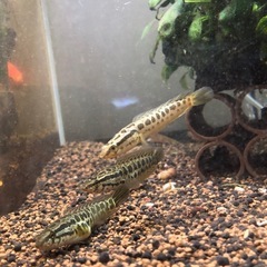 雷魚【約20cm】１匹の画像