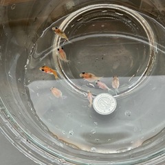 ピンポンパール 金魚 8匹まとめ売り　の画像