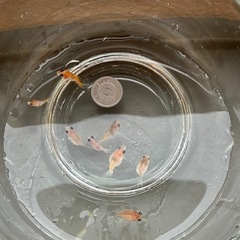ピンポンパール 金魚 8匹まとめ売り　の画像