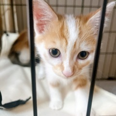 【9/11病院受診済み】🐱子猫の里親さん募集中🐱