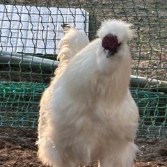 烏骨鶏　オス　あげます
の画像