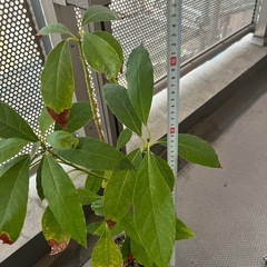 アボカド（品種不明）の画像