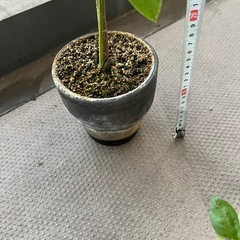 アボカド（品種不明）の画像