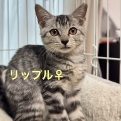 おしゃべり兄妹☆リップルちゃん3ヶ月