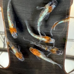 【めだか】　三色ラメ体外光8匹の画像