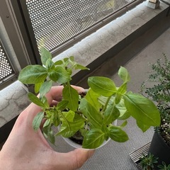 スイートバジル②の画像