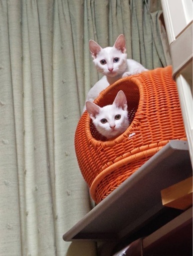 6月生まれの白猫メスオレンジちゃん (harutyan) 上永谷の猫の里親募集