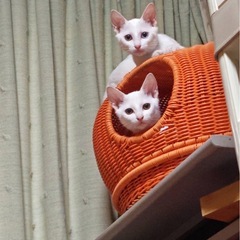 6月生まれの白猫メス　オレンジちゃん
