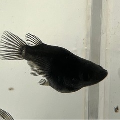 【めだか】　オロチダルマ・ショート8匹の画像