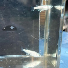 ネプチューンシルバー若魚の画像