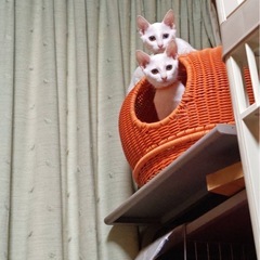 6月生まれ白メス猫　青ちゃん