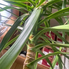 ドラセナ　観葉植物の画像