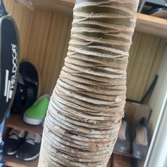 ドラセナ　観葉植物の画像