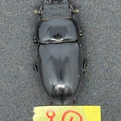 パラワンオオヒラタ(RR赤眼Kuniパラワン)新成虫トリオ(♂♀♀)の画像