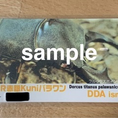 パラワンオオヒラタ(RR赤眼Kuniパラワン)新成虫トリオ(♂♀♀)の画像