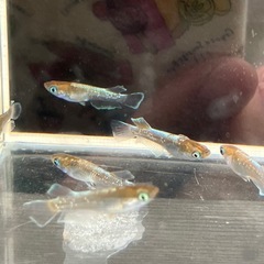メダカ　レッドクリフダークタイプ　16匹　1500円の画像