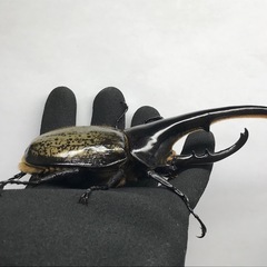 　D.Hヘラクレス   オス152mm単品の画像