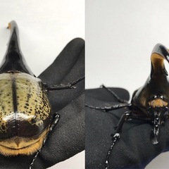 　D.Hヘラクレス   オス152mm単品の画像
