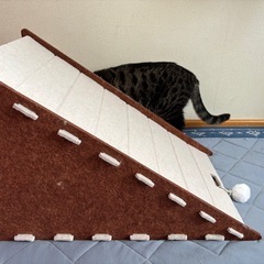 猫　爪研ぎ　の画像
