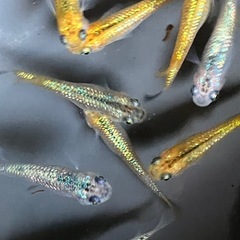 メダカ　ベテルギウス　10匹の画像