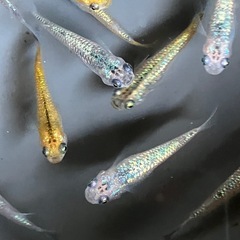 メダカ　ベテルギウス　10匹の画像