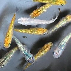 メダカ　ベテルギウス　10匹の画像