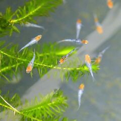 【写真で確認！】三色柄が美しい！雲州三色メダカペア種親候補 (優良血統の健康個体)の画像