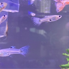 国産グッピー　ブルーグラス　レッドグラス　オス4匹メス8匹　まとめて2000円　水槽　アクアリウムの画像