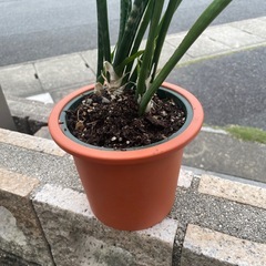 商談中　サンセベリアの画像