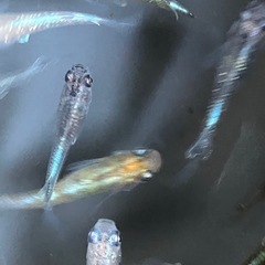 メダカ　花魁（おいらん）　10匹の画像