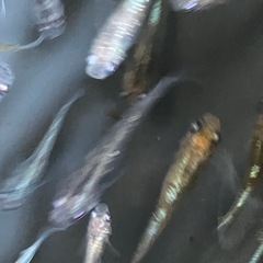 メダカ　花魁（おいらん）　10匹の画像
