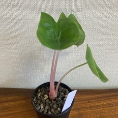 アロカシア　ピンクドラゴン斑入り① 観葉植物の画像