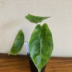 アロカシア　ピンクドラゴン斑入り① 観葉植物の画像