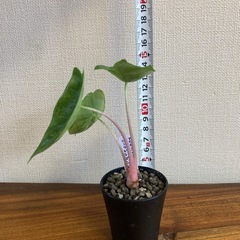 アロカシア　ピンクドラゴン斑入り① 観葉植物の画像