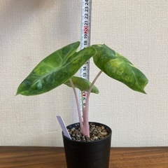 アロカシア　ピンクドラゴン斑入り② 観葉植物の画像