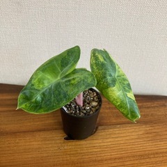 アロカシア　ピンクドラゴン斑入り② 観葉植物の画像
