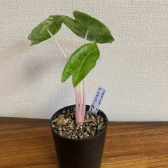 アロカシア　ピンクドラゴン斑入り② 観葉植物の画像