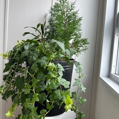寄せ植え（クリスマスに向けて）の画像