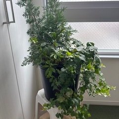 寄せ植え（クリスマスに向けて）の画像
