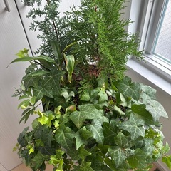 寄せ植え（クリスマスに向けて）の画像