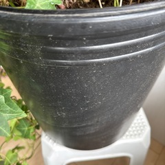 寄せ植え（クリスマスに向けて）の画像