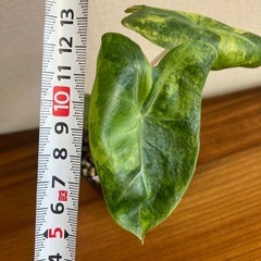 アロカシア　ピンクドラゴン斑入り② 観葉植物の画像