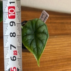 アロカシア　ドラゴンスケール ① 観葉植物の画像