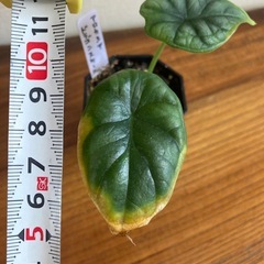 アロカシア　ドラゴンスケール ① 観葉植物の画像