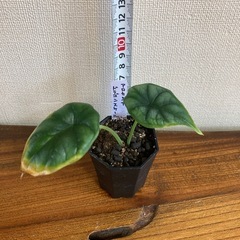 アロカシア　ドラゴンスケール ① 観葉植物の画像