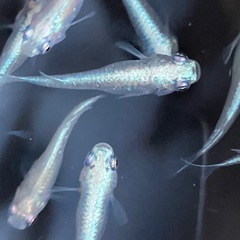 メダカ　サンセット極龍　15匹の画像