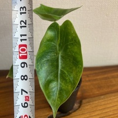 アロカシア　ピンクドラゴン斑入り① 観葉植物の画像