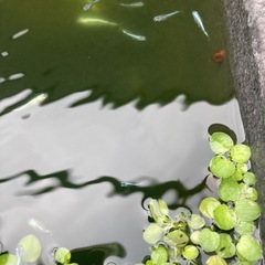 メダカ　幹之　
5匹からの画像