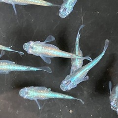 メダカ　サバの極み　10匹の画像
