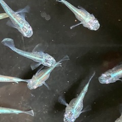メダカ　サバの極み　10匹の画像
